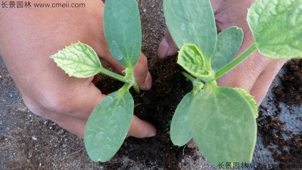 哈密瓜種子發芽出苗圖片 哈密瓜種子發芽出苗圖片