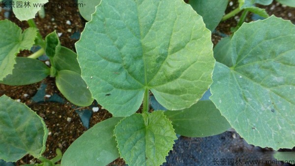 哈密瓜種子發芽出苗圖片 哈密瓜種子發芽出苗圖片