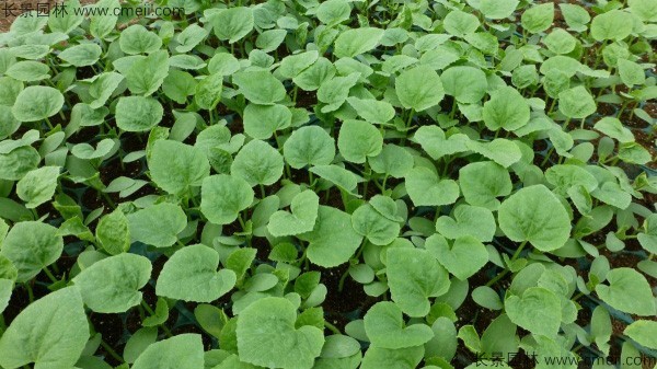 哈密瓜種子發芽出苗圖片 哈密瓜種子發芽出苗圖片