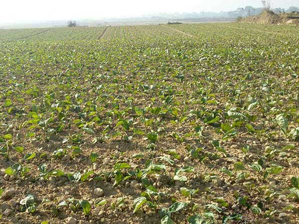 車前子種子發(fā)芽出苗圖片