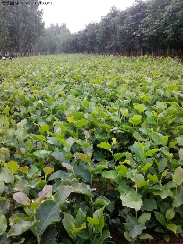 玉蘭種子發芽出苗圖片