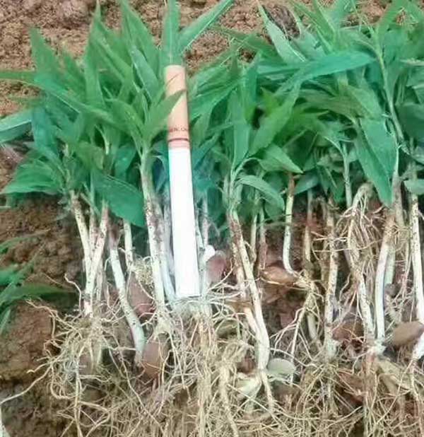 桃樹種子發芽出苗圖片