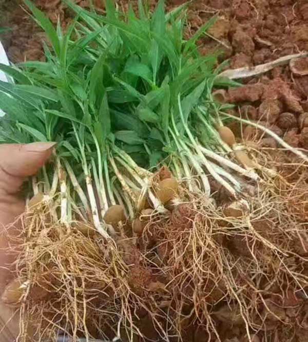 桃樹種子發芽出苗圖片