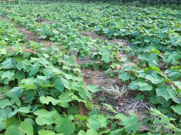 青桐種子發芽出苗圖片 青桐種子發芽出苗圖片