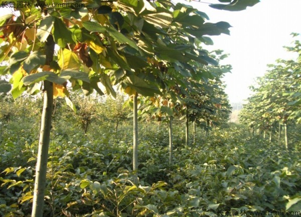 青桐種子發芽出苗圖片 青桐種子發芽出苗圖片