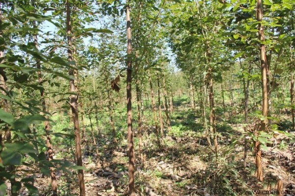 血皮槭種子發芽出苗圖片