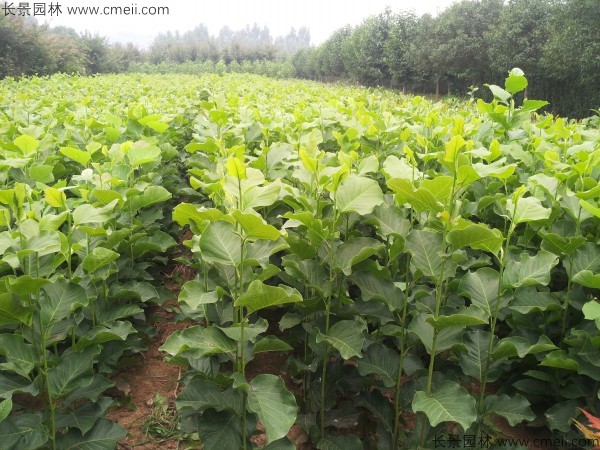 玉蘭種子發芽出苗圖片