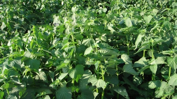 藿香種子發芽出苗圖片