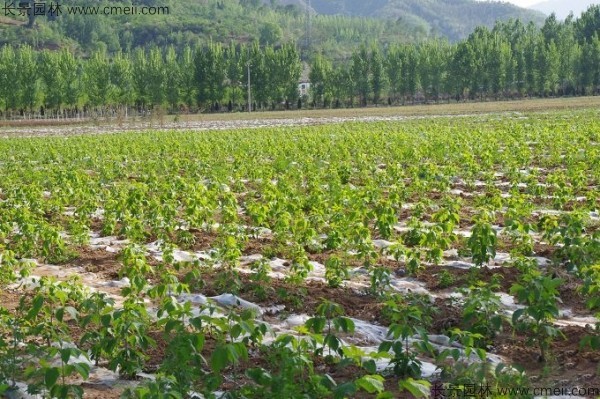 復葉槭種子發芽出苗圖片