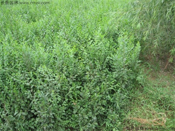 白榆種子發(fā)芽出苗圖片