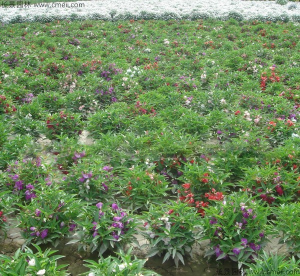 指甲花種子發(fā)芽出苗開(kāi)花圖片