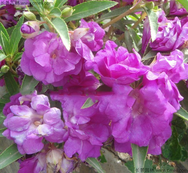 指甲花種子發(fā)芽出苗開(kāi)花圖片