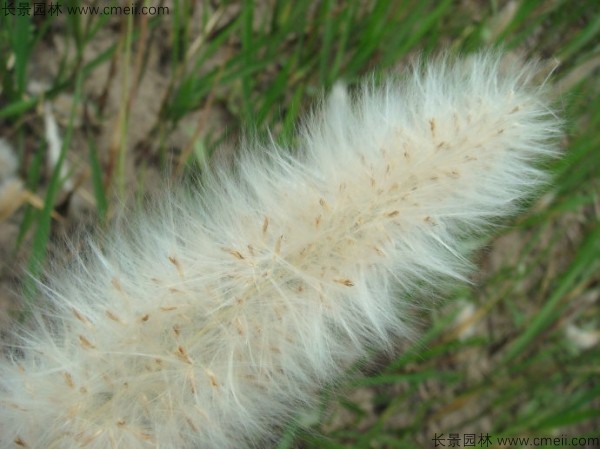 白茅種子發芽出苗圖片 白茅種子發芽出苗圖片