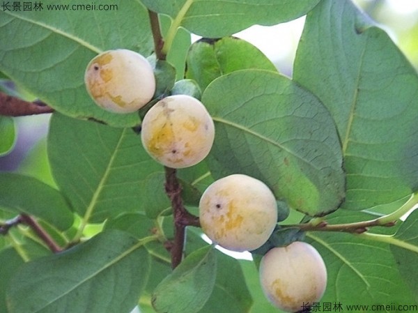 軟棗種子發(fā)芽出苗圖片