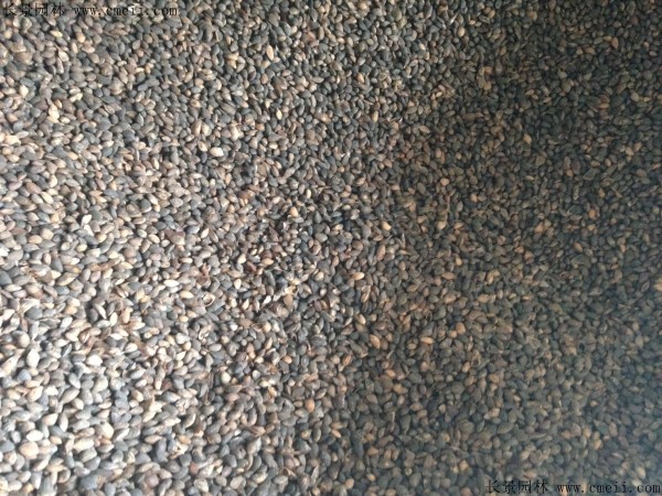 日本黑松種子圖片