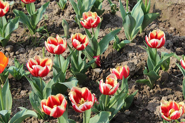 郁金香開花圖片 郁金香開花圖片