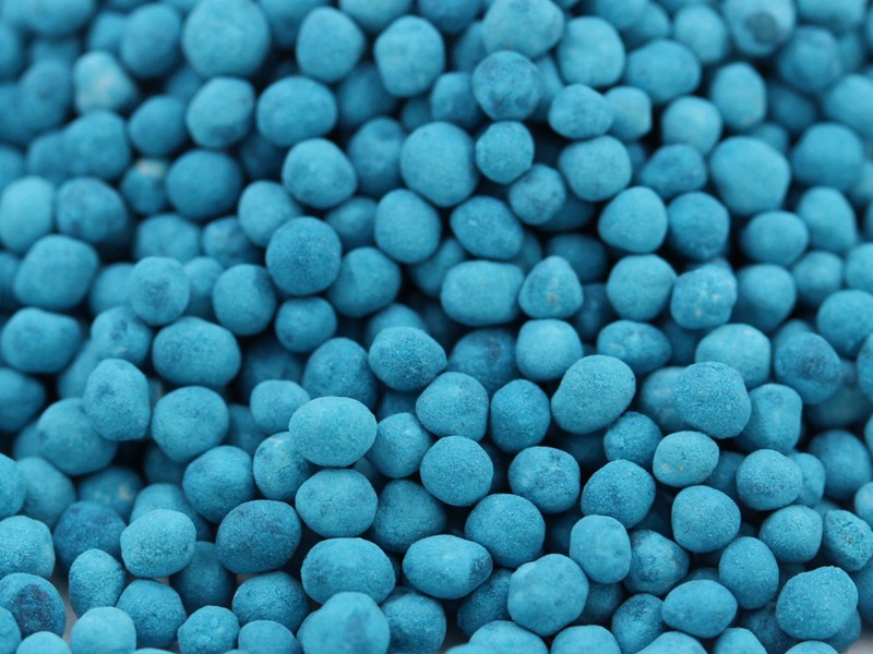 包衣馬蹄金種子 包衣馬蹄金種子