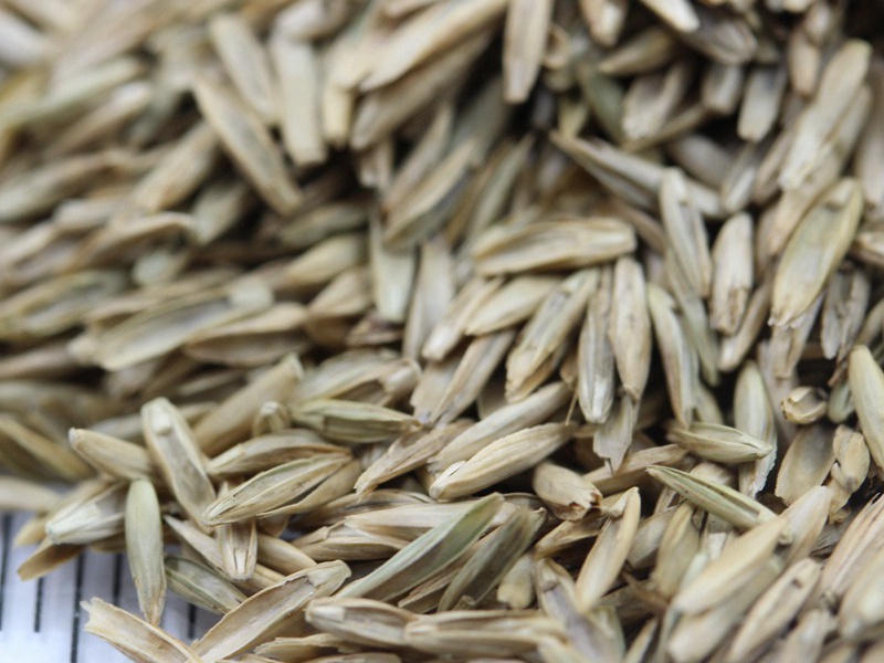 護坡多年生黑麥草種子 護坡多年生黑麥草種子