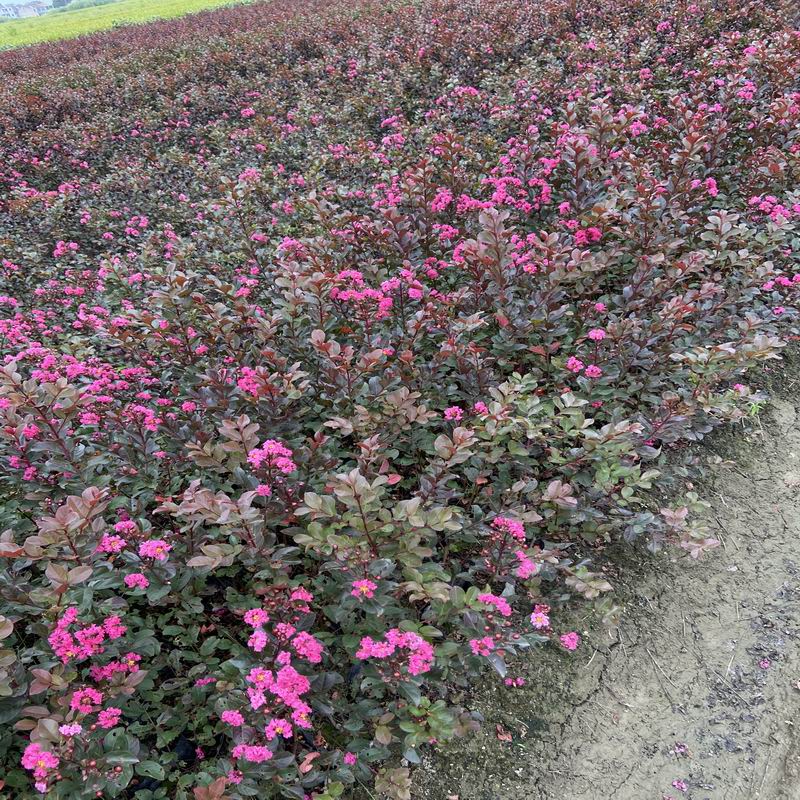 長(zhǎng)景園林矮紫薇 長(zhǎng)景園林矮紫薇