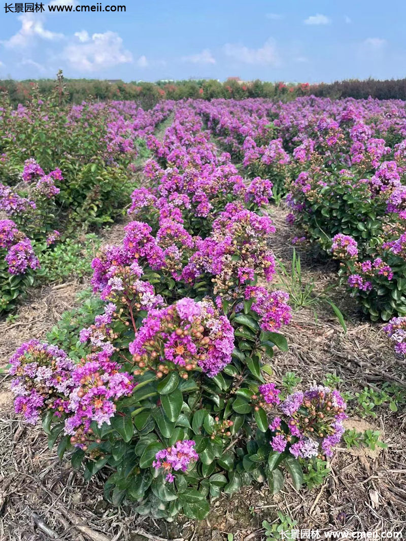 長(zhǎng)景園林矮紫薇 長(zhǎng)景園林矮紫薇