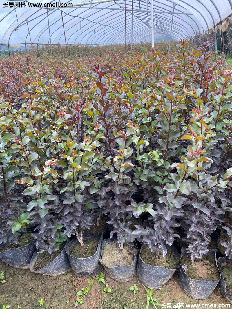 長(zhǎng)景園林矮紫薇 長(zhǎng)景園林矮紫薇