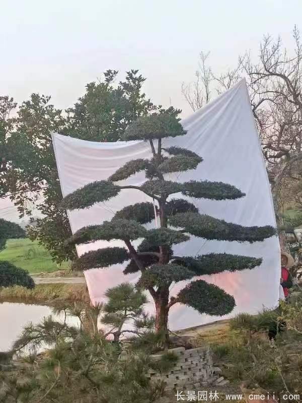 造型羅漢松 造型羅漢松