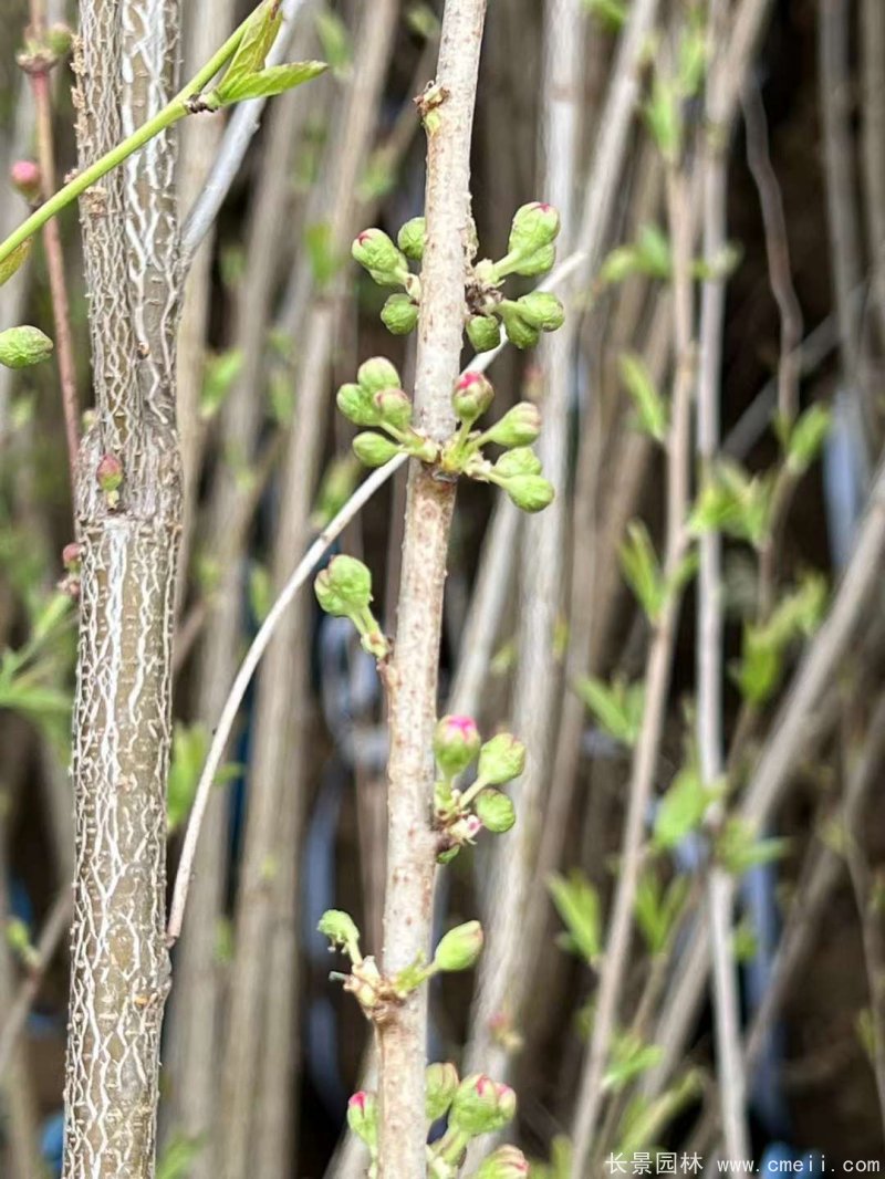 叢生榆葉梅 叢生榆葉梅