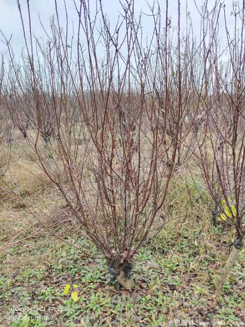 叢生榆葉梅 叢生榆葉梅