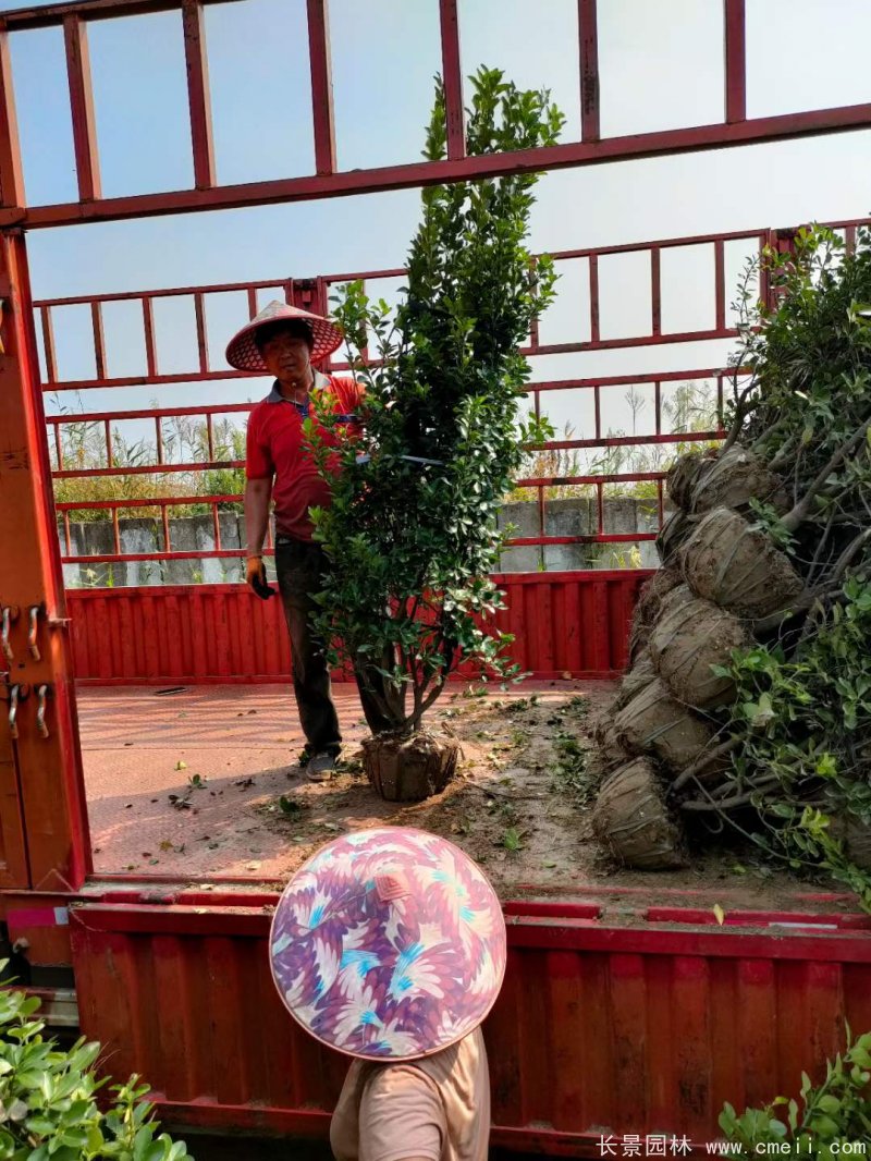 大葉黃楊柱 大葉黃楊柱