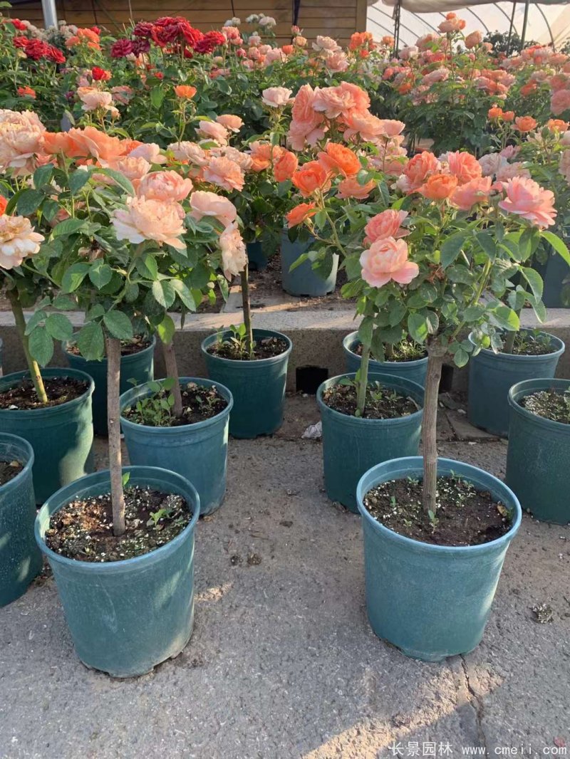 棒棒糖月季樹 棒棒糖月季樹