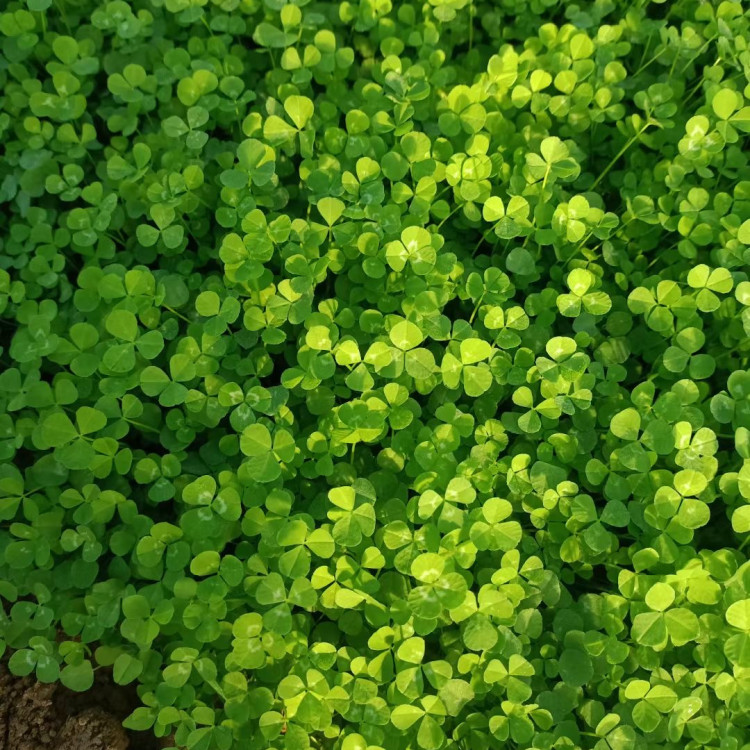 白車軸草 白車軸草