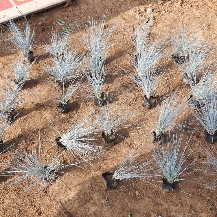 藍(lán)羊茅盆苗 藍(lán)羊茅盆苗