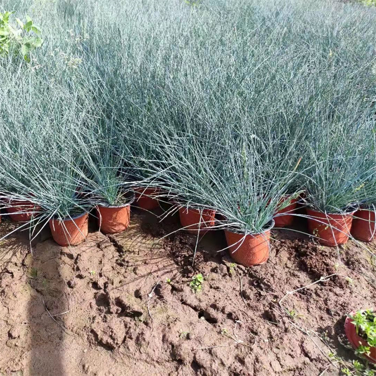 藍(lán)羊茅盆苗 藍(lán)羊茅盆苗