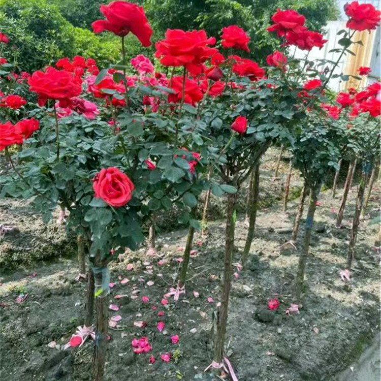 玫瑰樹 玫瑰樹